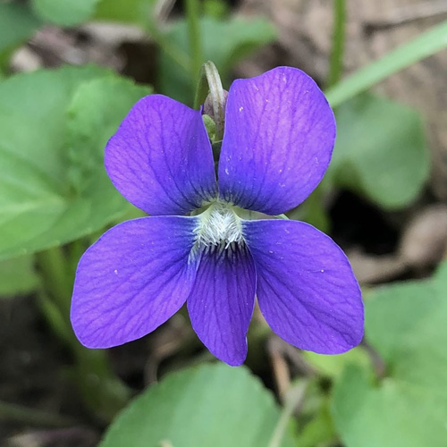 >Field Guide: Violets