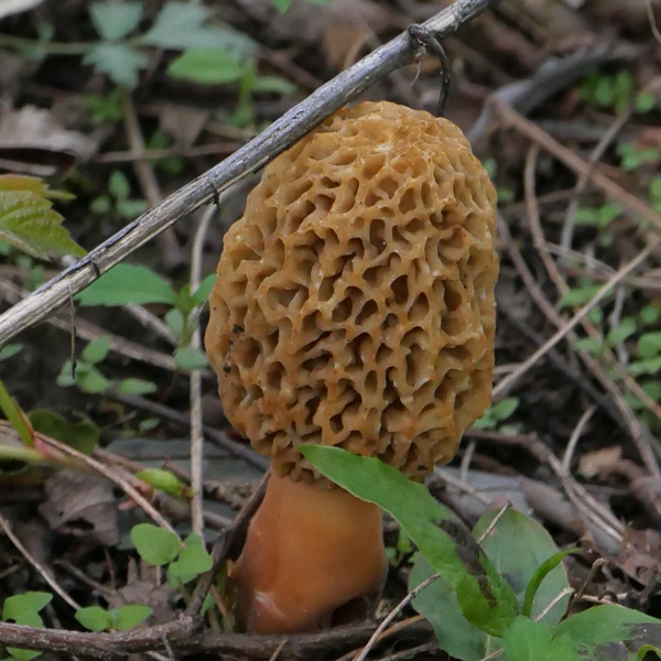 >Field Guide: Morel Mushrooms