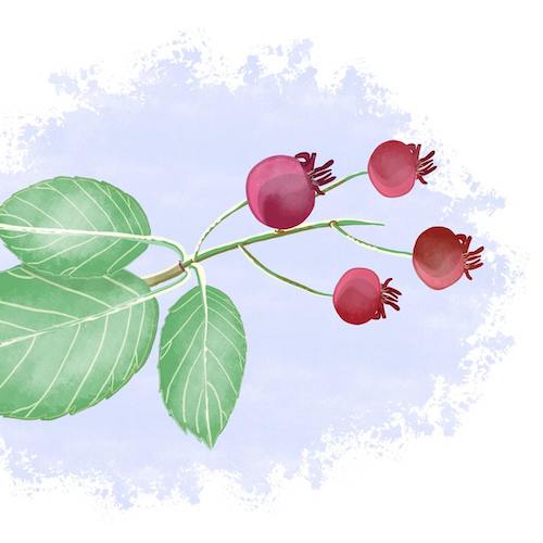 Field Guide: Juneberries