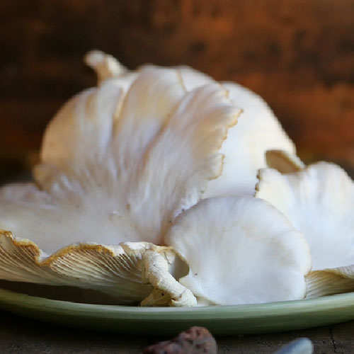 >Field Guide: Oyster Mushrooms