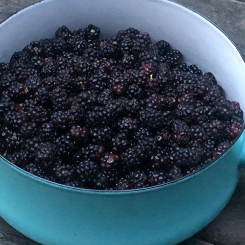 >Field Guide: Wild Blackberries