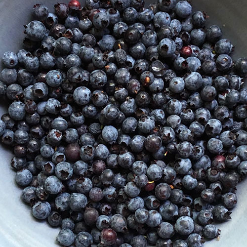Field Guide: Wild Blueberries