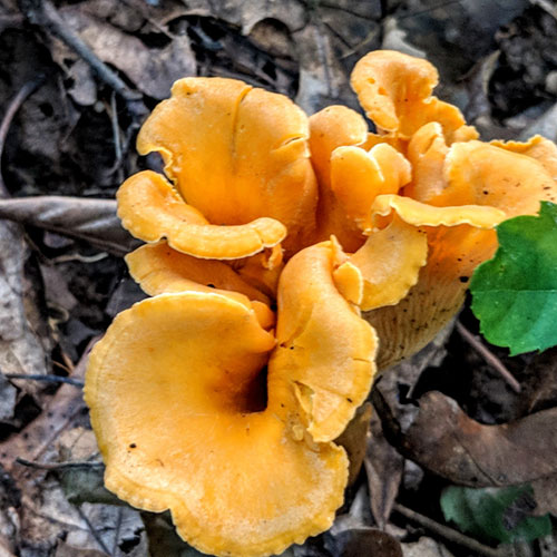 >How to Make Your Chanterelles Last